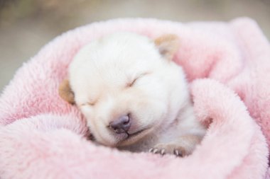 Küçük karlar yumuşak ve rahat bir alanda uyur.