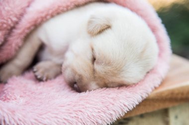 Küçük karlar yumuşak ve rahat bir alanda uyur.