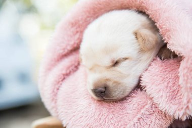 Küçük karlar yumuşak ve rahat bir alanda uyur.