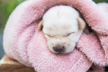 Küçük karlar yumuşak ve rahat bir alanda uyur.