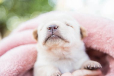 Küçük karlar yumuşak ve rahat bir alanda uyur.