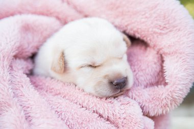 Küçük karlar yumuşak ve rahat bir alanda uyur.