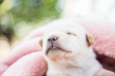 Küçük karlar yumuşak ve rahat bir alanda uyur.