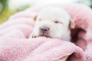 Küçük karlar yumuşak ve rahat bir alanda uyur.