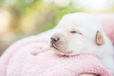 Küçük karlar yumuşak ve rahat bir alanda uyur.