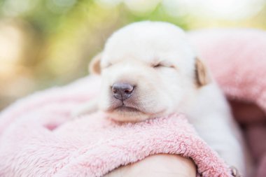 Küçük karlar yumuşak ve rahat bir alanda uyur.