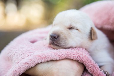 Küçük karlar yumuşak ve rahat bir alanda uyur.