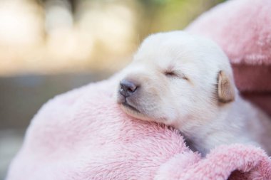 Küçük karlar yumuşak ve rahat bir alanda uyur.