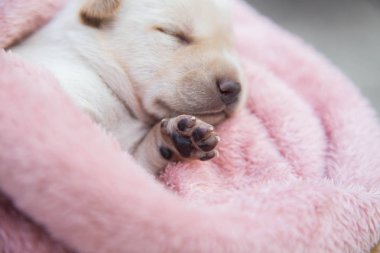 Küçük karlar yumuşak ve rahat bir alanda uyur.