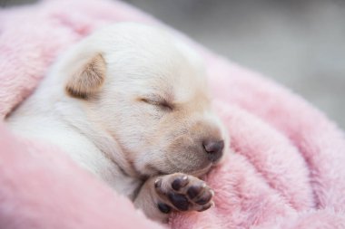 Küçük karlar yumuşak ve rahat bir alanda uyur.