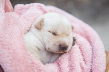 Küçük karlar yumuşak ve rahat bir alanda uyur.