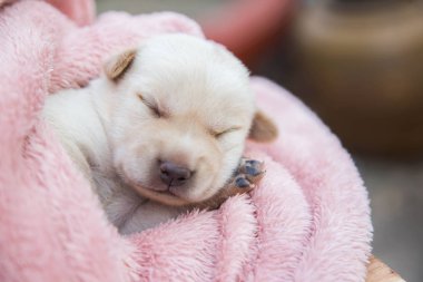 Küçük karlar yumuşak ve rahat bir alanda uyur.