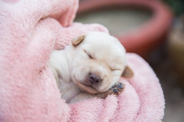 Küçük karlar yumuşak ve rahat bir alanda uyur.