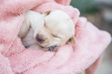 Küçük karlar yumuşak ve rahat bir alanda uyur.