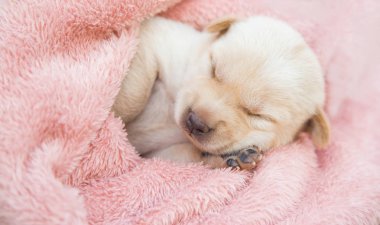 Küçük karlar yumuşak ve rahat bir alanda uyur.