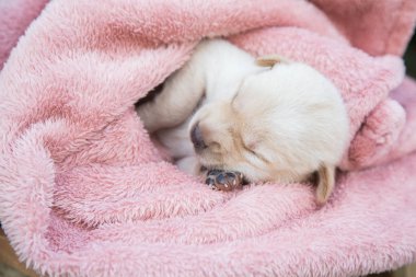 Küçük karlar yumuşak ve rahat bir alanda uyur.