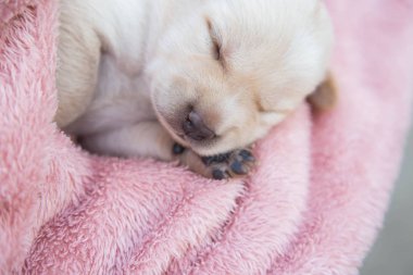 Küçük karlar yumuşak ve rahat bir alanda uyur.