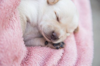 Küçük karlar yumuşak ve rahat bir alanda uyur.