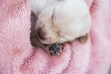 Küçük karlar yumuşak ve rahat bir alanda uyur.