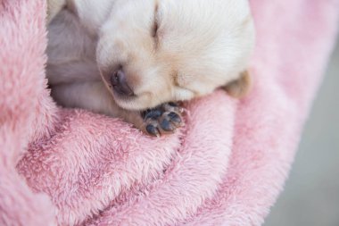 Küçük karlar yumuşak ve rahat bir alanda uyur.