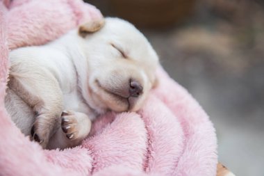 Küçük karlar yumuşak ve rahat bir alanda uyur.