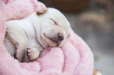 Küçük karlar yumuşak ve rahat bir alanda uyur.