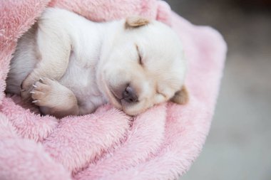 Küçük karlar yumuşak ve rahat bir alanda uyur.