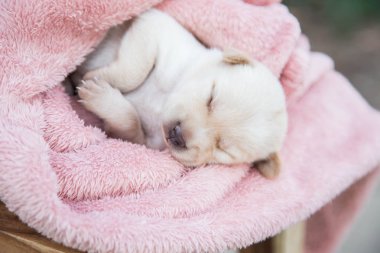 Küçük karlar yumuşak ve rahat bir alanda uyur.