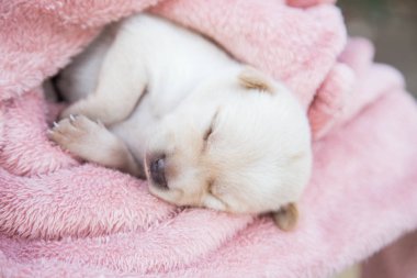 Küçük karlar yumuşak ve rahat bir alanda uyur.