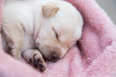 Küçük karlar yumuşak ve rahat bir alanda uyur.