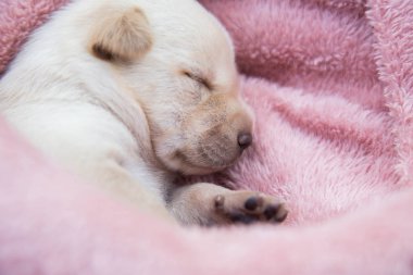 Küçük karlar yumuşak ve rahat bir alanda uyur.