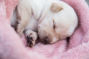 Küçük karlar yumuşak ve rahat bir alanda uyur.