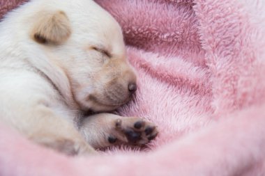 Küçük karlar yumuşak ve rahat bir alanda uyur.