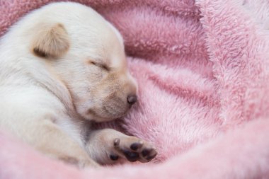 Küçük karlar yumuşak ve rahat bir alanda uyur.