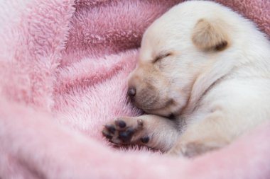 Küçük karlar yumuşak ve rahat bir alanda uyur.