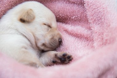 Küçük karlar yumuşak ve rahat bir alanda uyur.