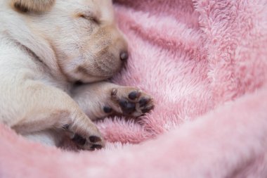 Küçük karlar yumuşak ve rahat bir alanda uyur.