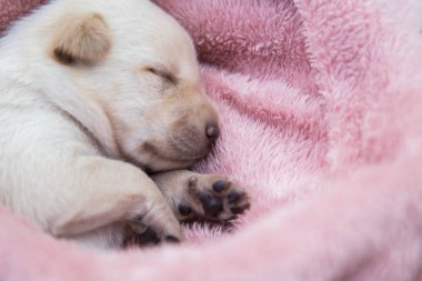 Küçük karlar yumuşak ve rahat bir alanda uyur.