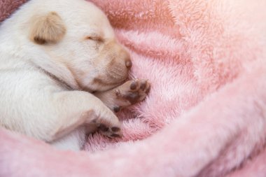 Küçük karlar yumuşak ve rahat bir alanda uyur.