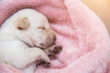 Küçük karlar yumuşak ve rahat bir alanda uyur.