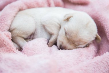 Küçük karlar yumuşak ve rahat bir alanda uyur.