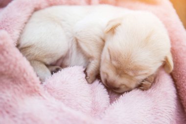 Küçük karlar yumuşak ve rahat bir alanda uyur.