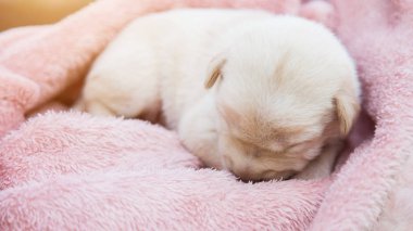 Küçük karlar yumuşak ve rahat bir alanda uyur.