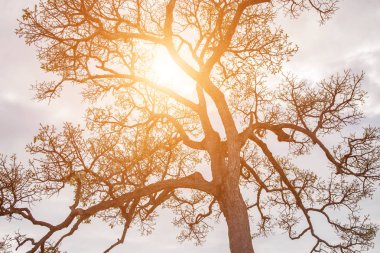 Orman ağaçları. doğa yeşil ahşap güneş ışığı arka planı.
