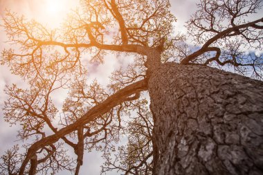Orman ağaçları. doğa yeşil ahşap güneş ışığı arka planı.