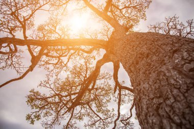 Orman ağaçları. doğa yeşil ahşap güneş ışığı arka planı.