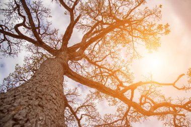 Orman ağaçları. doğa yeşil ahşap güneş ışığı arka planı.
