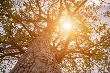 Orman ağaçları. doğa yeşil ahşap güneş ışığı arka planı.