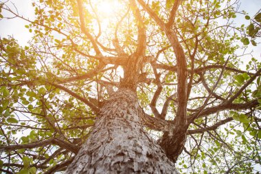 Orman ağaçları. doğa yeşil ahşap güneş ışığı arka planı.