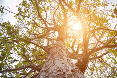 Orman ağaçları. doğa yeşil ahşap güneş ışığı arka planı.